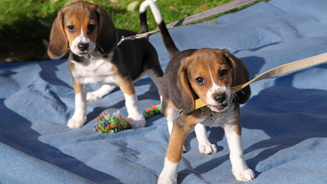 Gene-edited beagles may be future of allergy-free dogs, company claims 