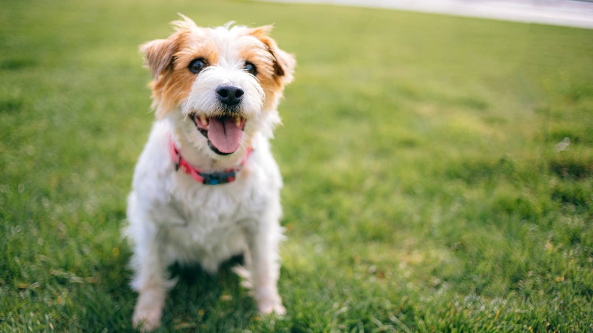 Dogs Face a Backyard Danger This Week That Pet Parents Can Test For In Seconds