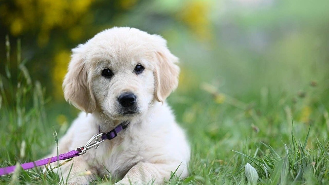 Golden Retriever Replaces Their Family With a Pet Store Worker, and It's Too Funny 
