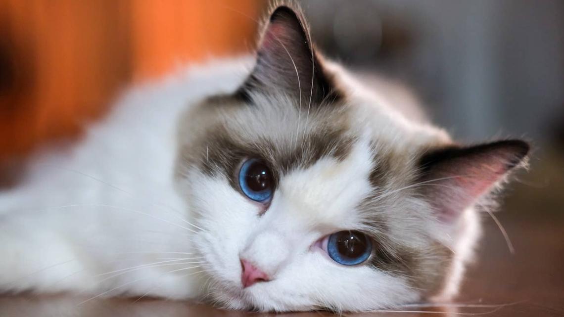 Ragdoll Cat Watches Mom Do Her Hair With So Much Love It's Unreal 