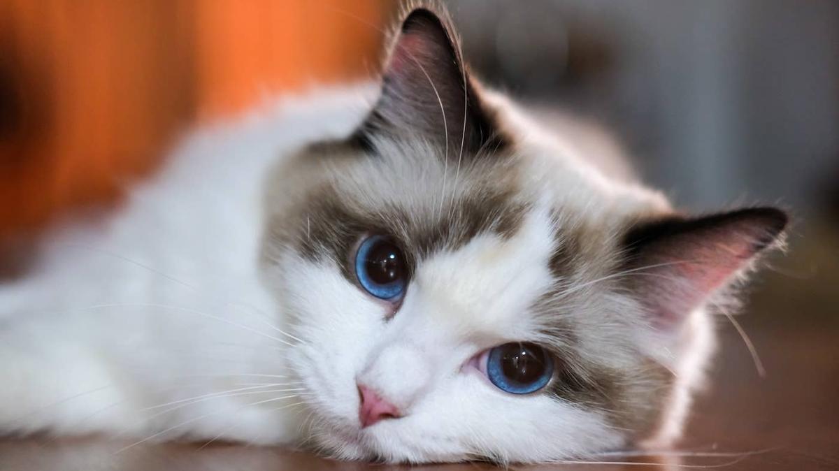Ragdoll cat grooming themselves. 