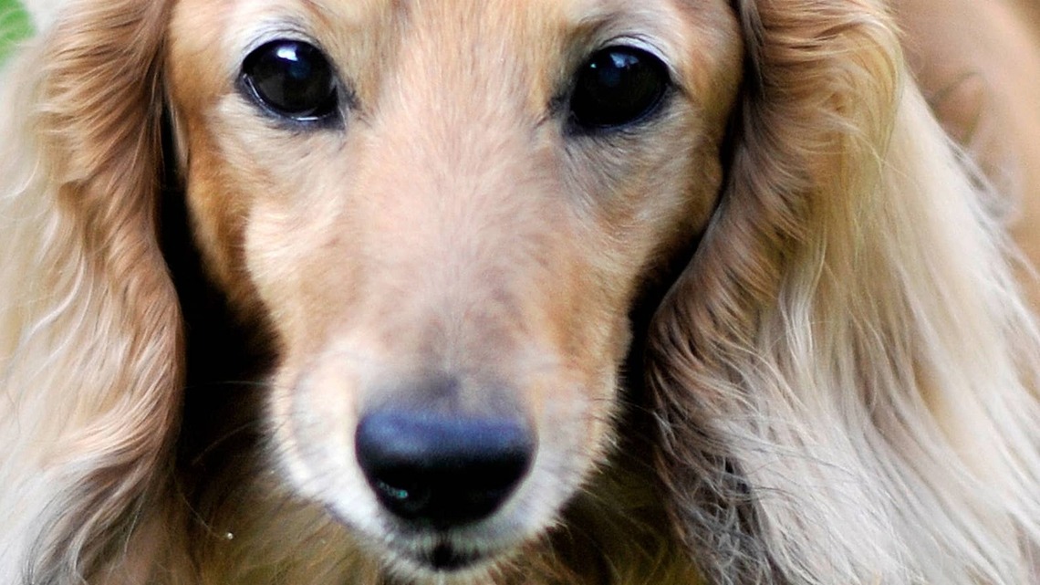 Mini Dachshund's Teeny Mohawk Makes Her Look Like the Cutest Little Rebel