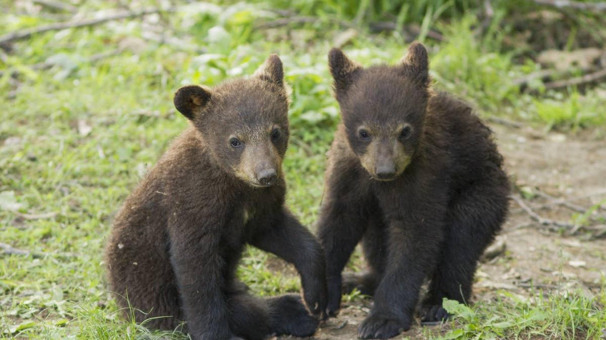Two bear cubs outside. 