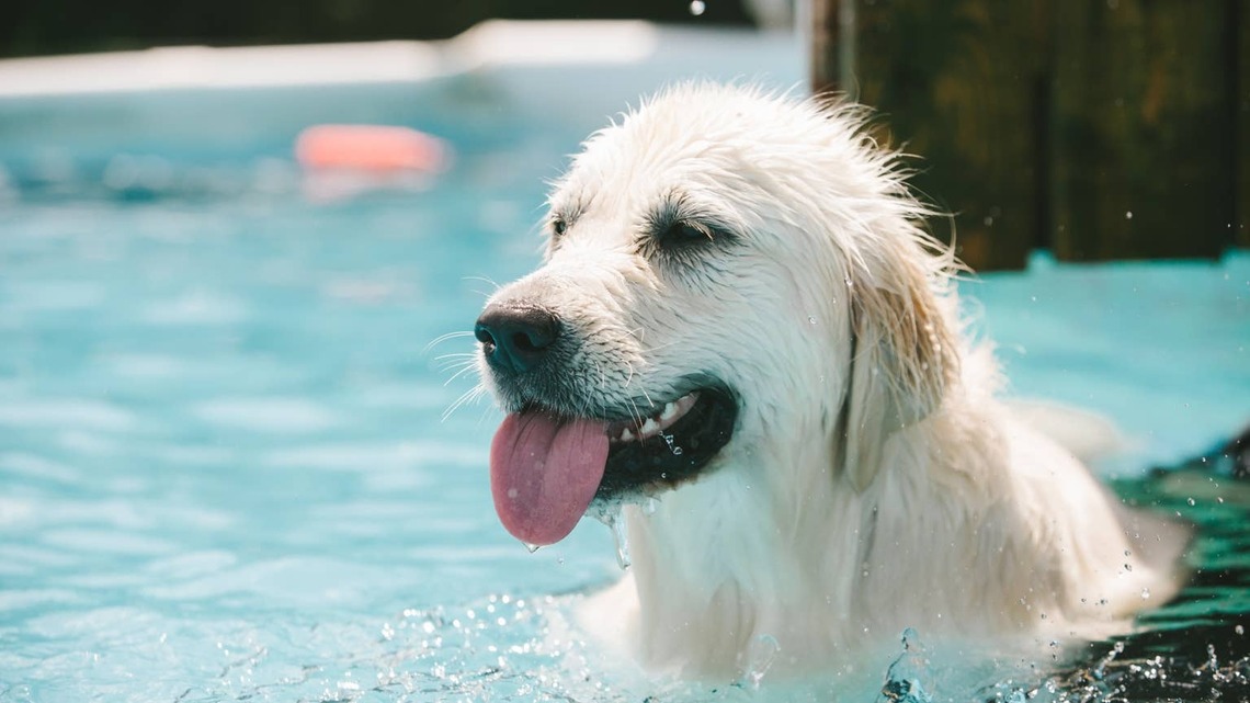 Golden Retriever Caught Breaking Into His Neighbor's Pool Knows Exactly How To Spend the Last Days of Summer 