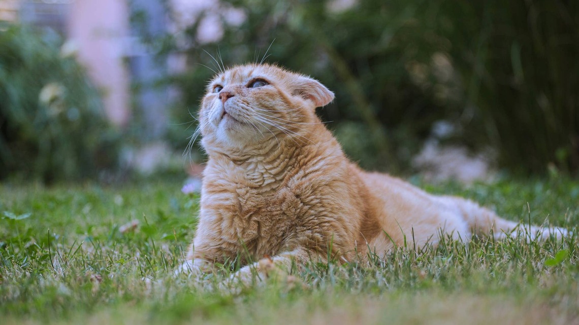 Orange Scottish Fold Cat Is Legit a Real-Life 'Puss in Boots' 