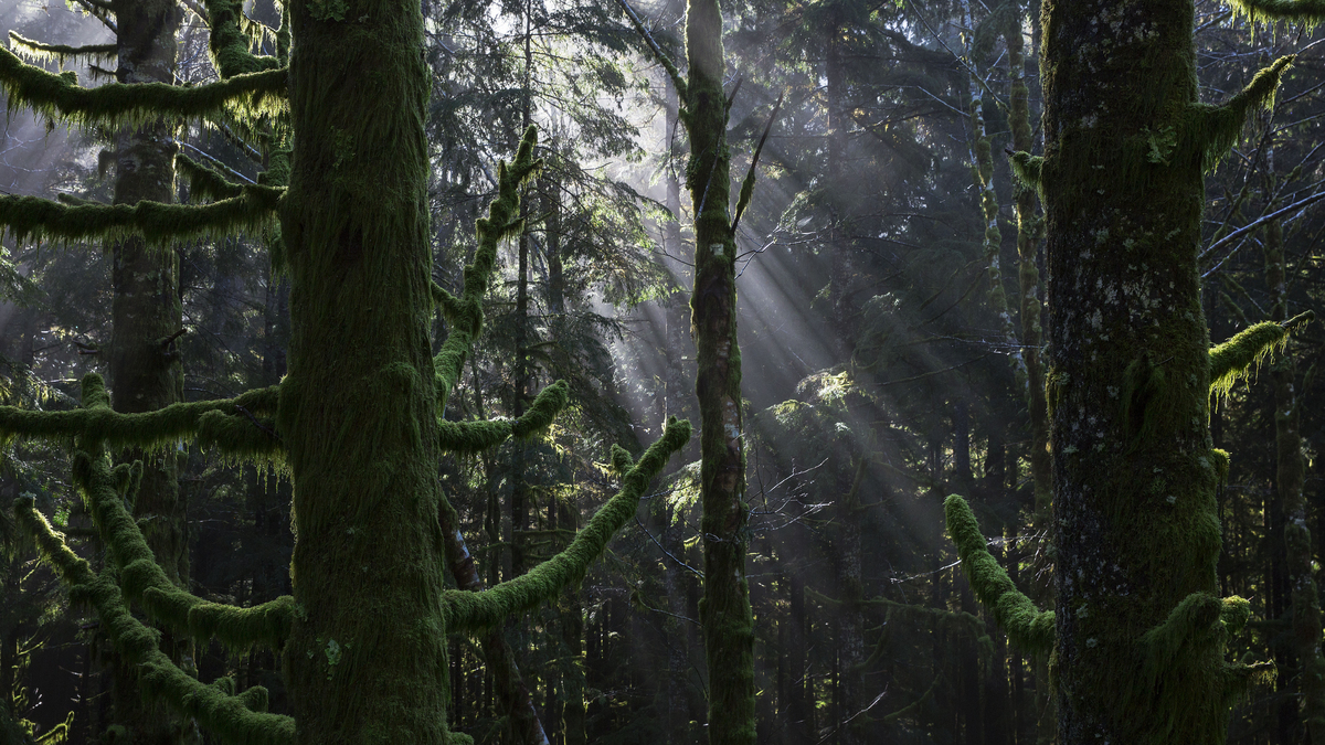 FILE -- Moss-covered trees at Olympic National Park in Washington State, Nov. 3, 2016. 