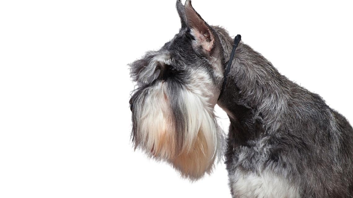 Mischief-Making Schnauzer Sporting Cobalt Collar Is One Proud Boy 