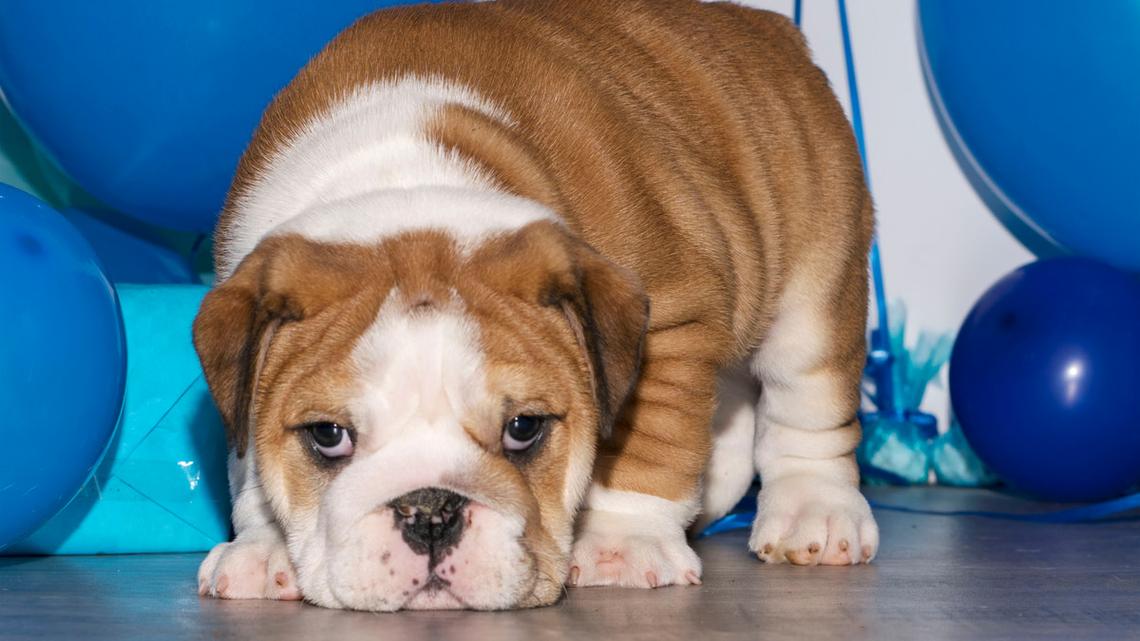 Bulldog's Trip to Balloon Museum Is Pure Magic 