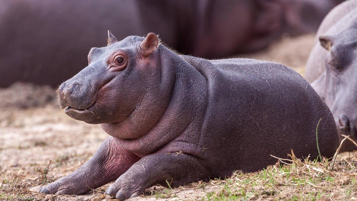 Baby hippo. 