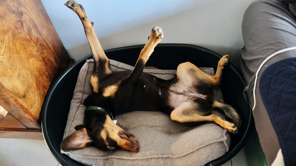 Dog in its basket. A stock image of a brown dog lying on its back with two legs stretched on its basket.