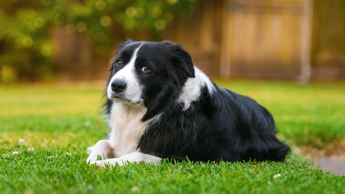 This Border Collie Owner Has Officially Been Promoted to Sheep