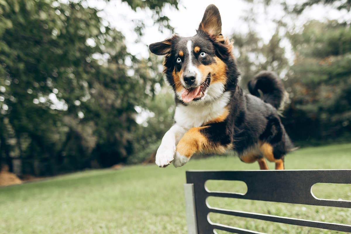  An energetic Australian Shepherd jumping over a fence.
