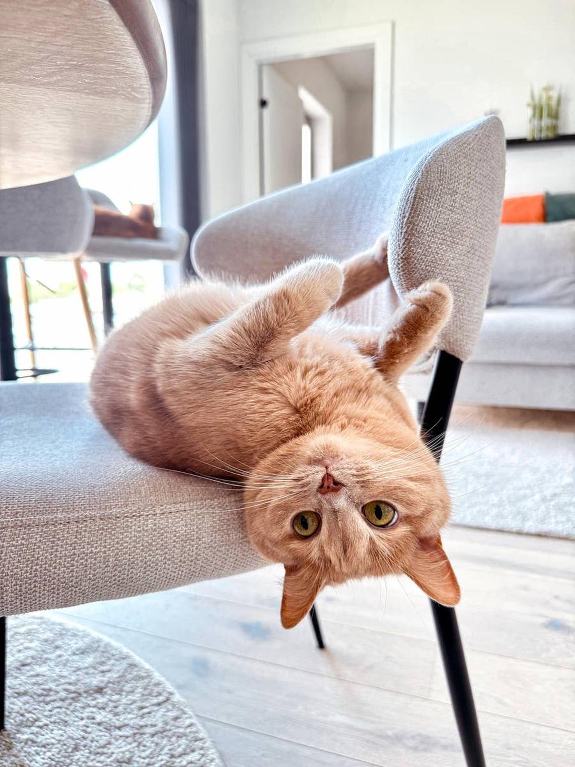  A silly cat rolling on the floor. 