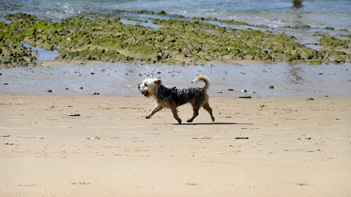 Small Dog Missing Since July 4th Miraculously Rescued from Water After Fending Off Seagulls 