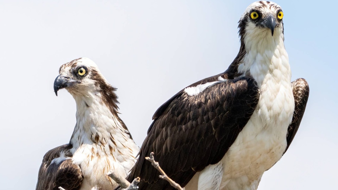 Baby Bird Flies Into an Osprey Nest, and Nobody Knows What to Do Next 