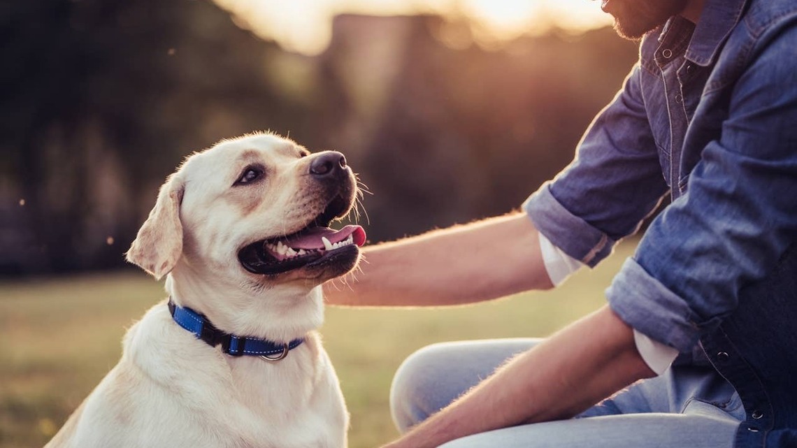Why One of America's Favorite Family Dogs Is So Common in Shelters 