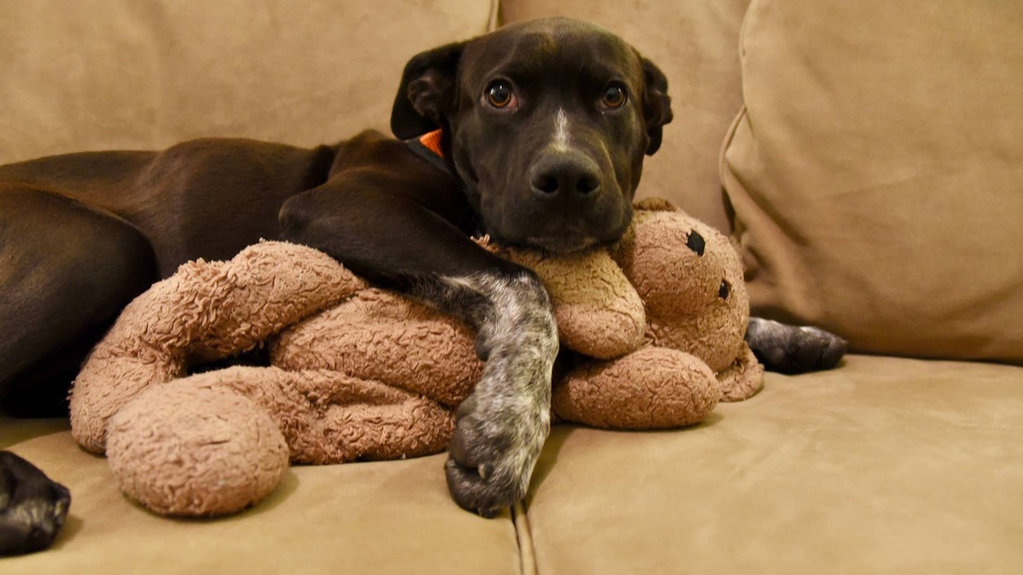 Rescue Pit Bull Drags All Her Things to Family Movie Night 