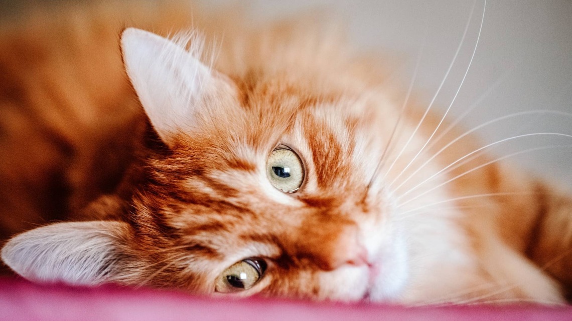 Fluffy Maine Coon in the Bathtub Looks Like a Bath Mat That Came to Life 