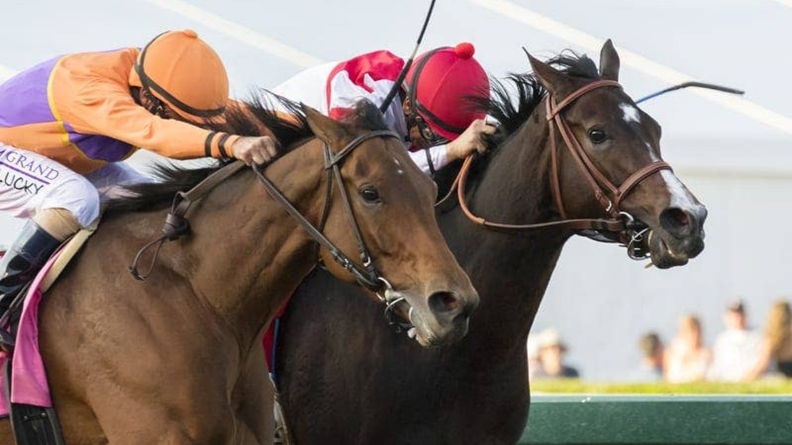 Old Friends Breeders' Cup Bash Features Auction Of Halters Worn By Breeders' Cup Winners 