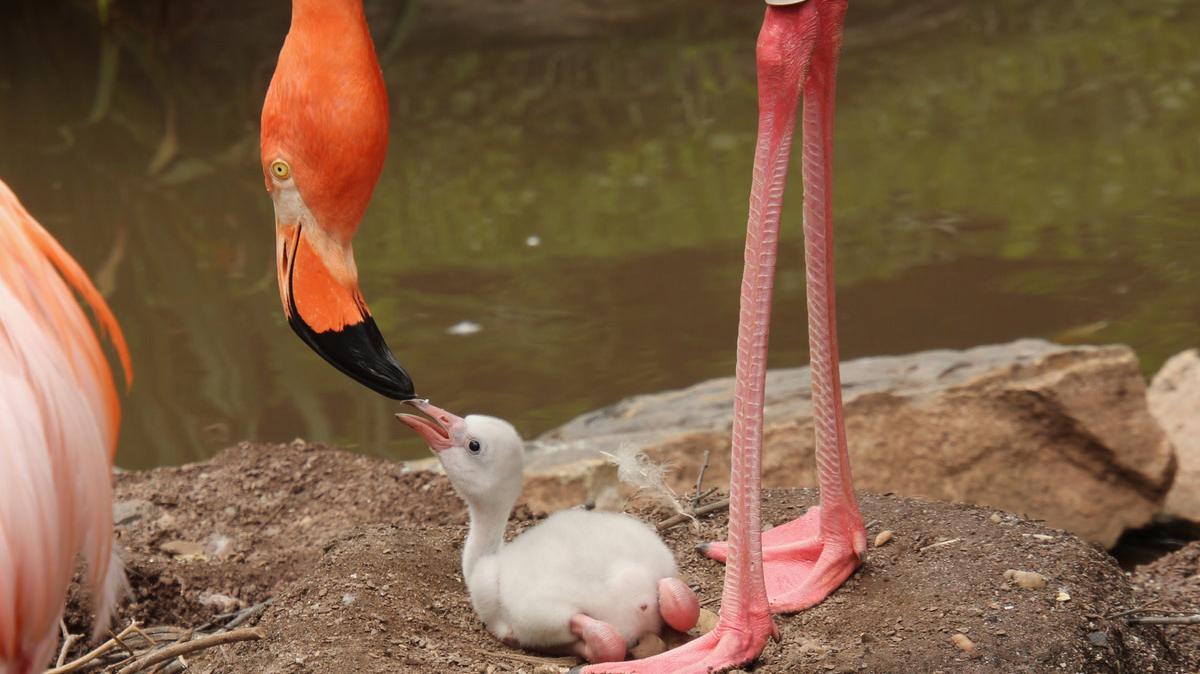 baby flamingo chick being fed by its mother.