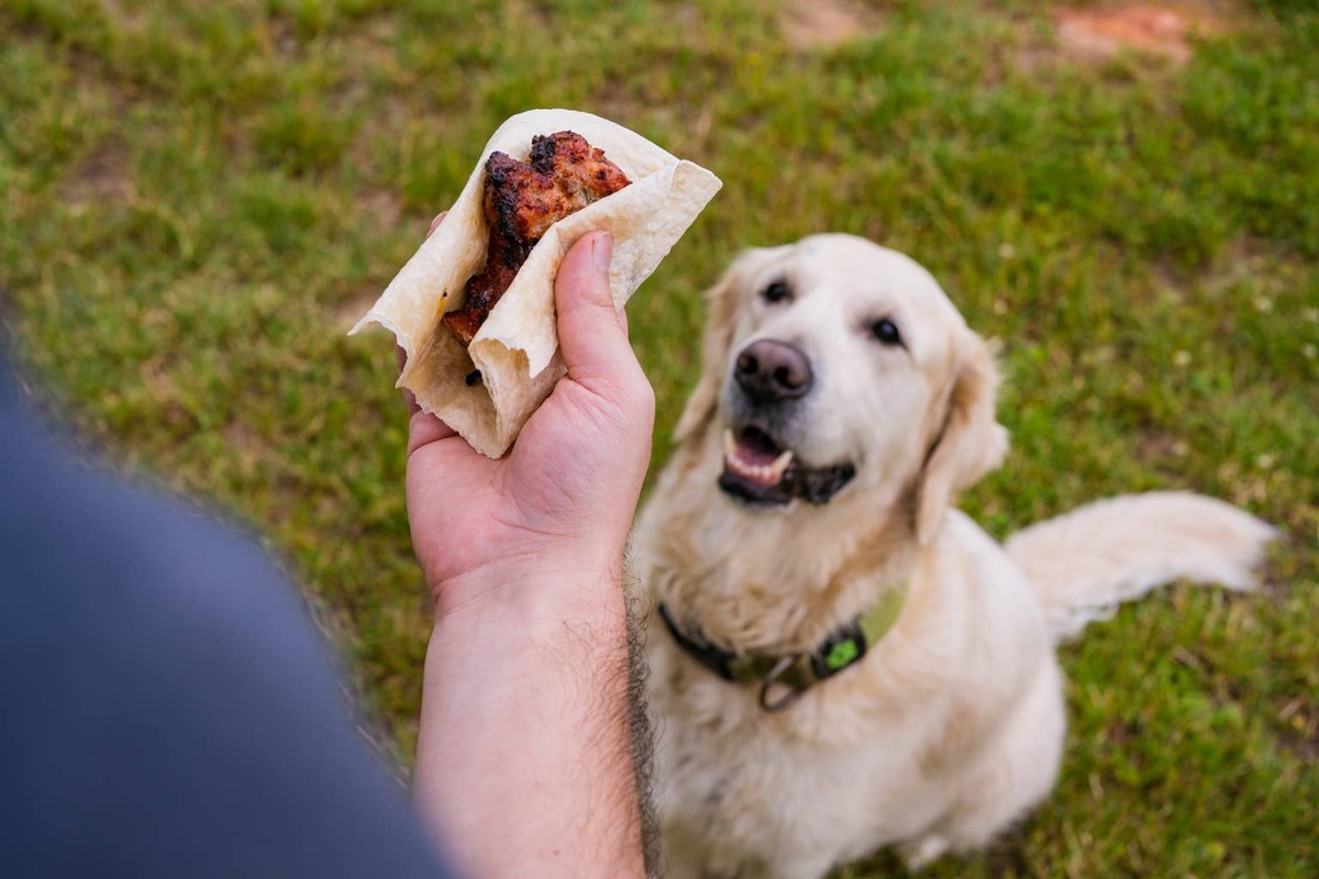  Golden Retriever sits while watching person holding food.