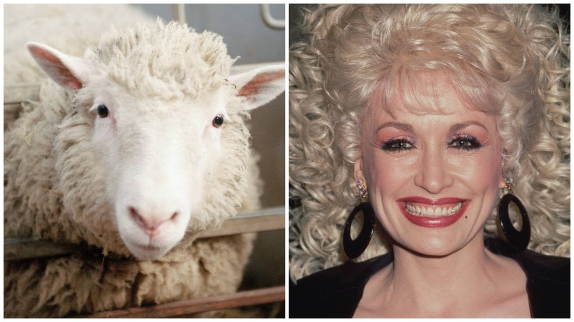 The Wild Reason the World's First Cloned Sheep Was Named After Dolly Parton 