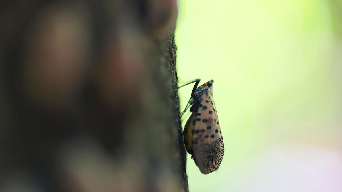 A spotted lanternfly is shown perched on a tree at Inwood Hill Park on Sept. 26, 2022, in New York City.  (Michael M. Santiago/Getty Images/TNS)