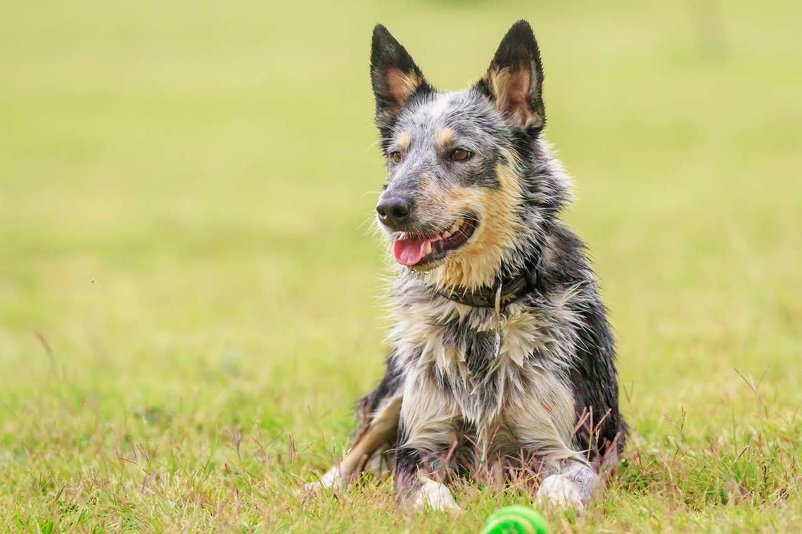  An active dog breed relaxing in the grass. 