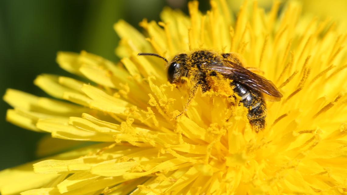 This Viral DIY Project Is a Genius Way to Attract Bees for Pollination 