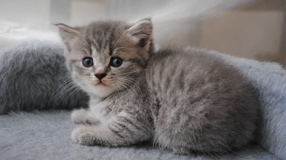 Tiny Orange Kitten outside.