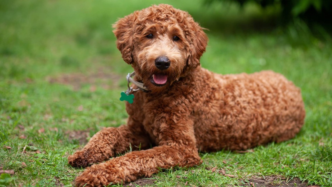 Labradoodle Refuses To Go on a Walk With Their 'Spare' Human