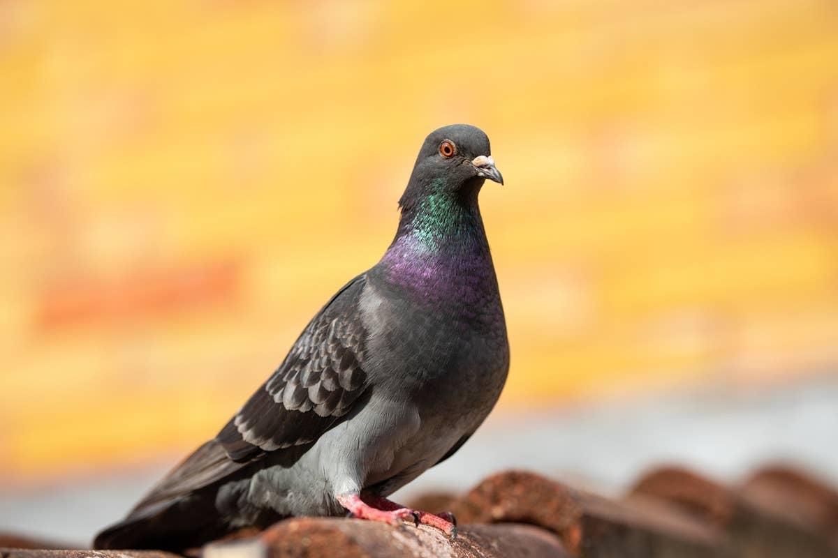  A peaceful pigeon outside.