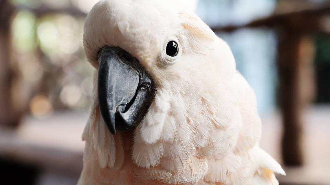 Cockatoo 'Spills the Tea' to Mom and People Are Dying To Know What She's Saying 