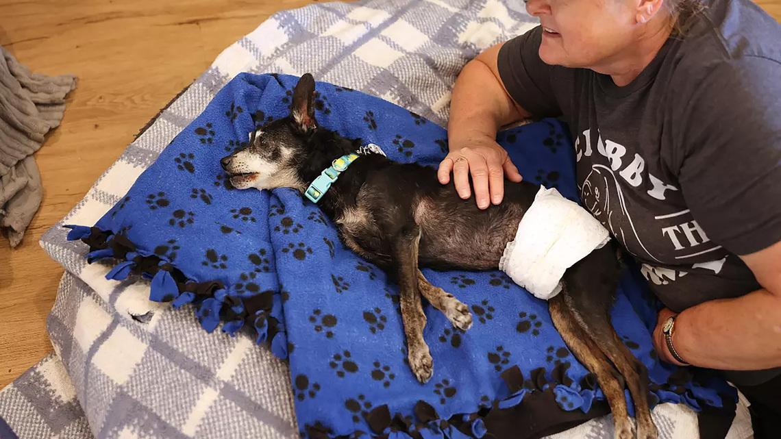 Gustavo Arellano: The joy and heartbreak of adopting a senior dog