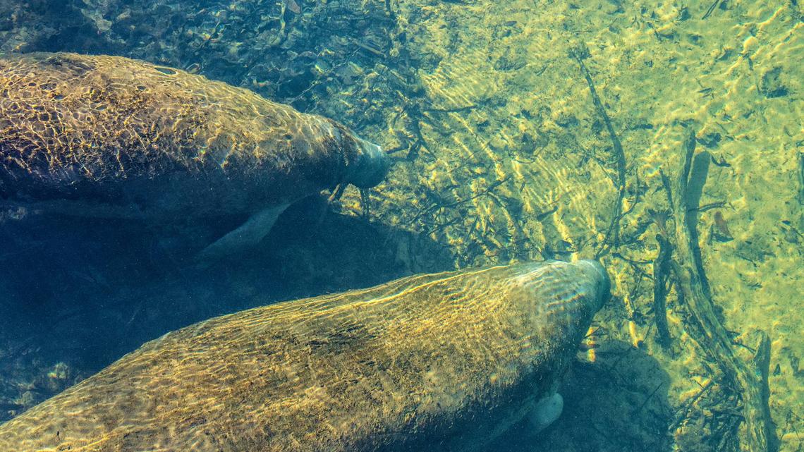 This Top Florida Retirement Destination Has Majestic Manatees, Stunning River Views, and Breathtaking Springs 