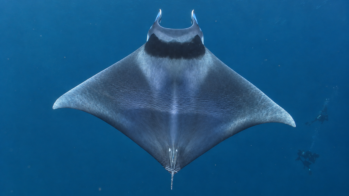 Rare Spinetail Devil Rays Cruise Off San Diego As Pacific Boils (Video)