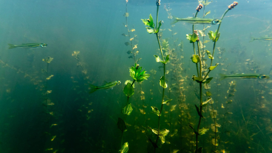 Grasses in the Chesapeake Bay expanded nearly 13% in 2025 