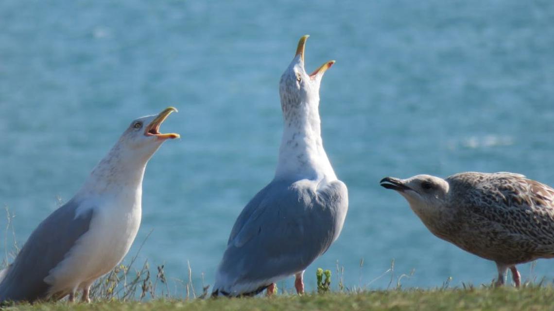 Seagulls launch ‘coordinated' attack on families at Easter egg hunt