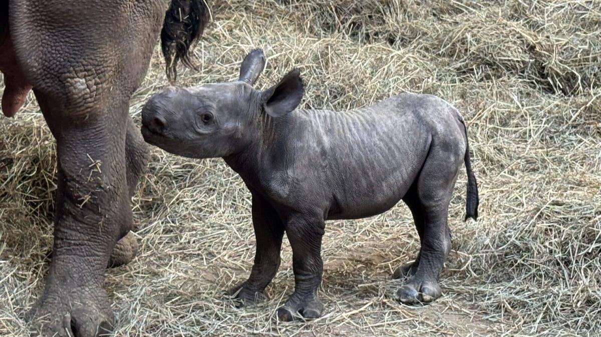eastern black rhinocero Hazana.