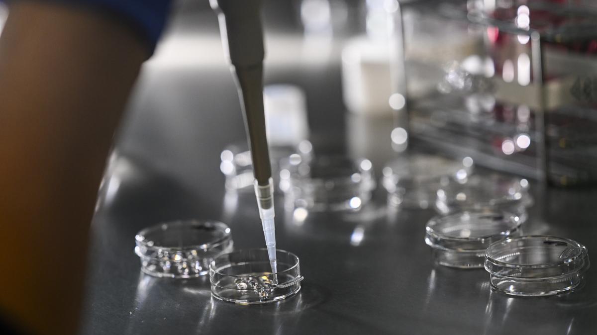 Artificial insemination. PRODUCTION - 17 January 2024, Berlin: In the cell laboratory, culture dishes are prepared at the Fertility Center Berlin to collect the eggs after egg retrieval. Photo by: Jens Kalaene/picture-alliance/dpa/AP Images