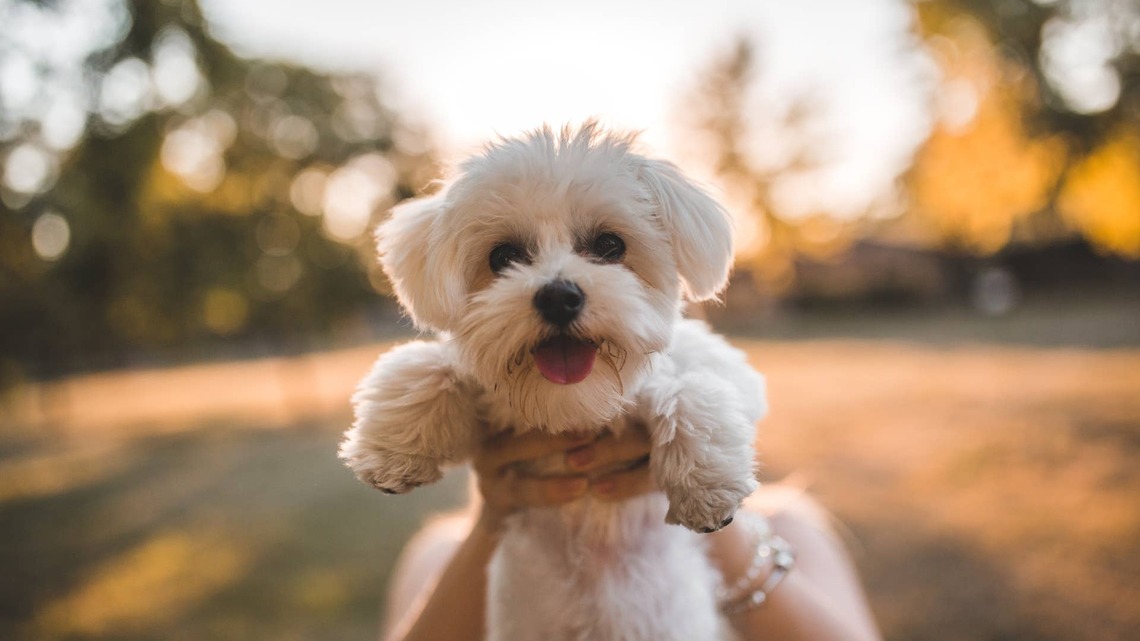 Dad Takes Maltese to the Groomer, and Mom Bursts Into Tears Over the Haircut 