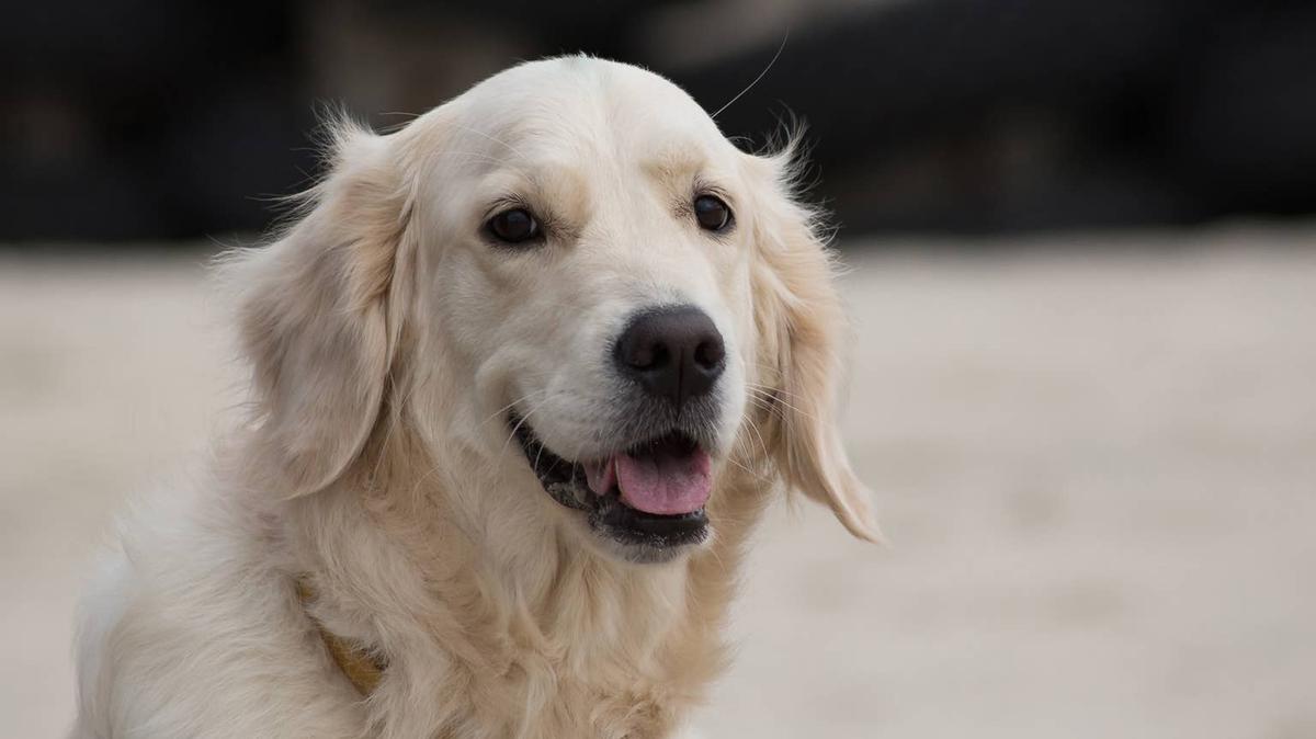 Golden Retriever. 
