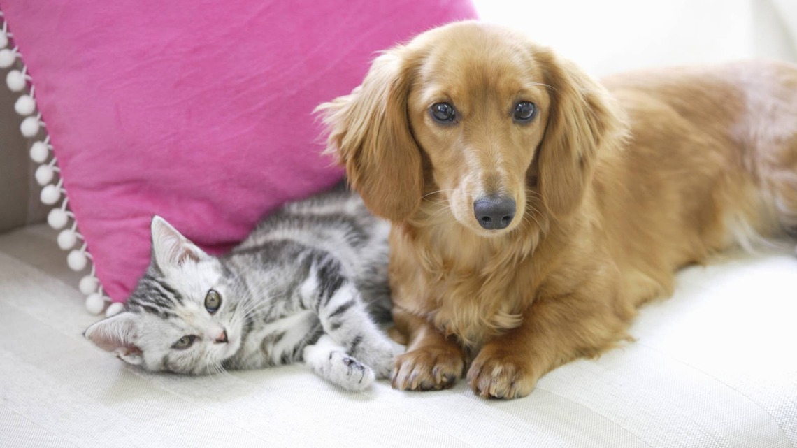 Tiny Dachshund Kidnaps a Foster Kitten and Decides He's a Single Mom Now 