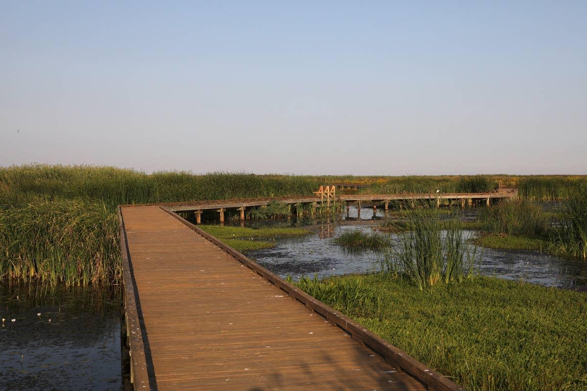  Gators have been spotted in this coastal Texas wetland.