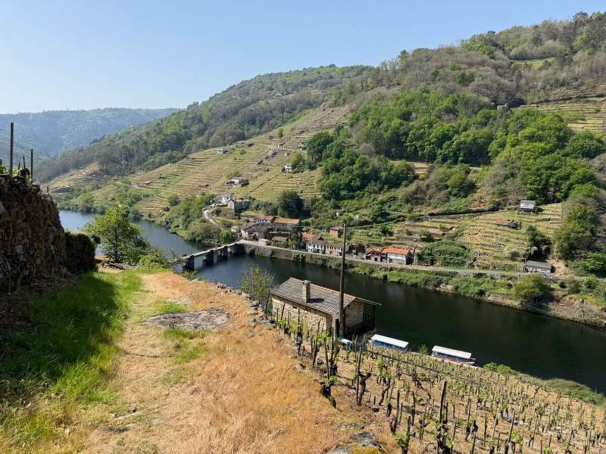  The spectacular landscape and vineyards of Galicia. Photo credit: Margot Black 