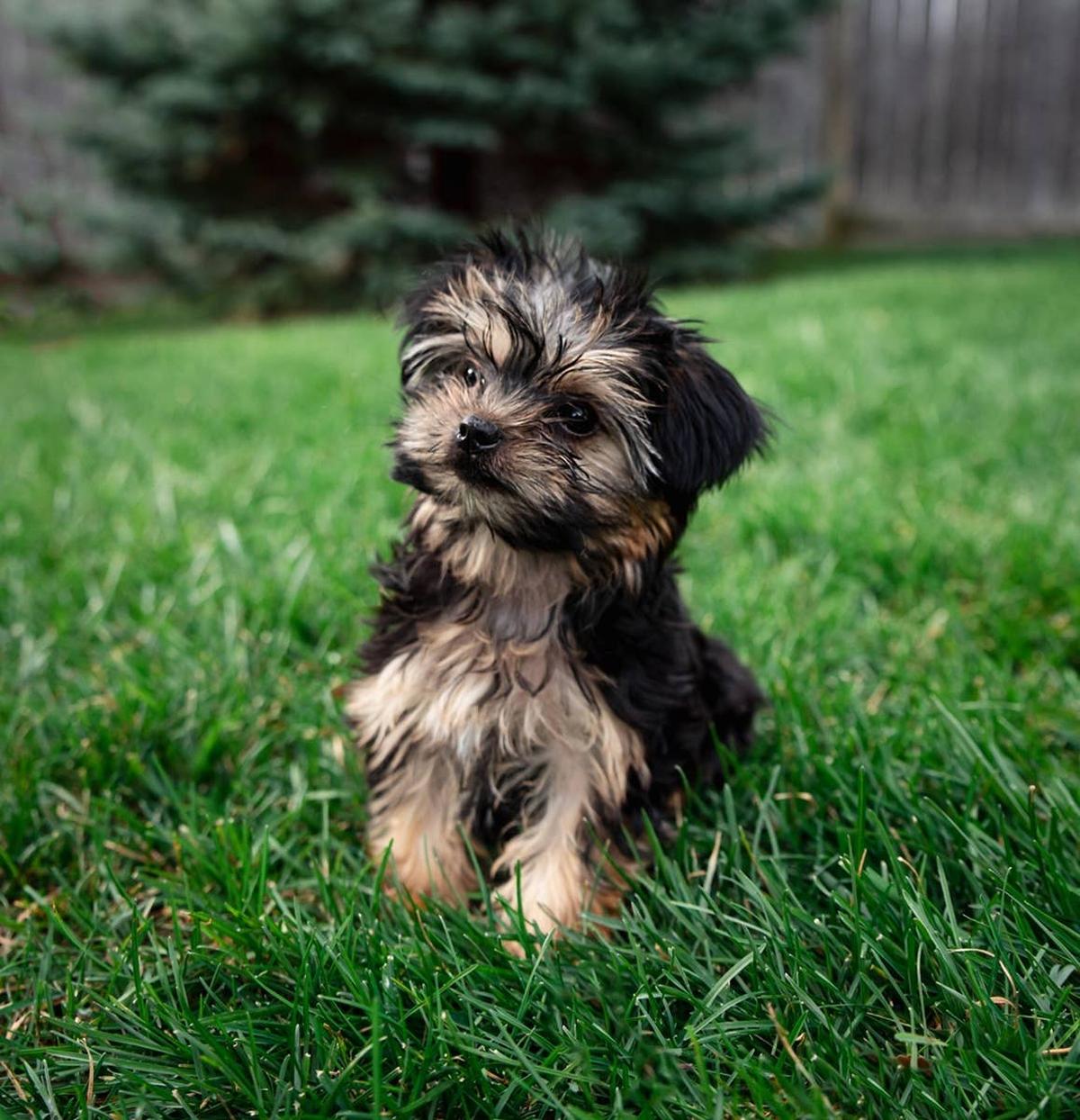  A tiny, high-maintenance breed that requires careful handling.
