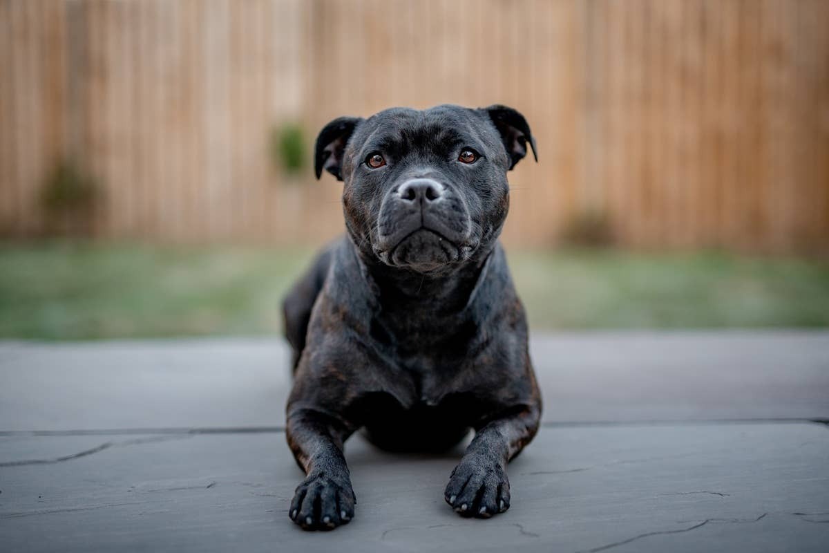  A dependable watchdog and companion breed.