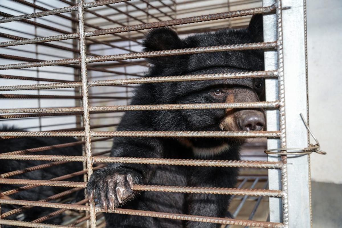  (Free the Bears via SWNS) 