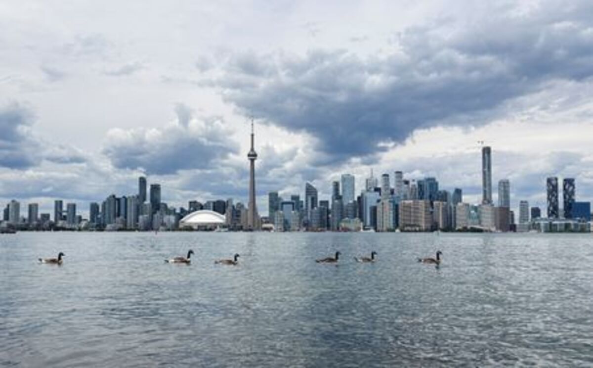 Canada geese swim in Lake Ontario near Centre Island, during the FIFA World Cup in Toronto, Canada June 24, 2026. Picture taken with a mobile phone. REUTERS/Bhargav Acharya