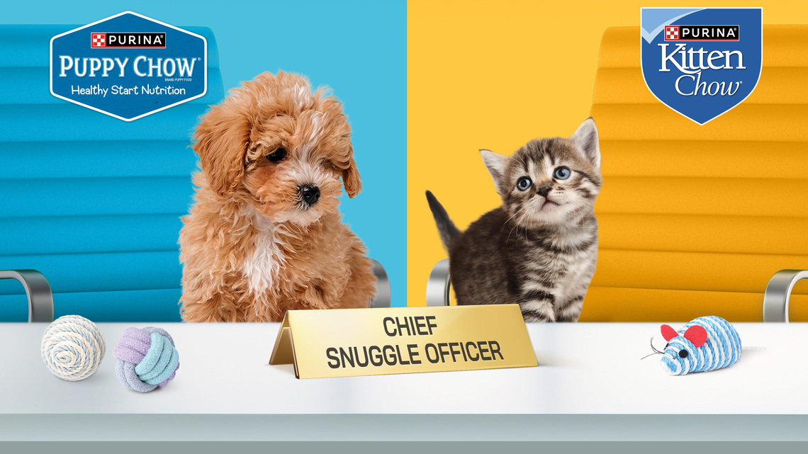 Your pet could get paid $25,000 to be cute and snuggly 